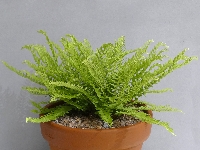 Woodsia polystichoides 'Russian Form'